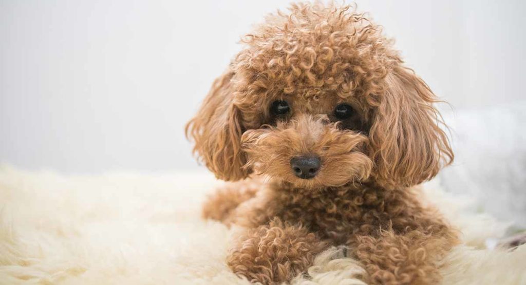 Toy-Poodle-wide