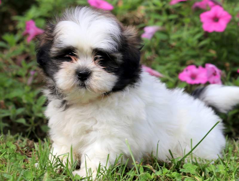 Malshi Puppies For Sale | Michigan Puppy