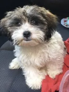 Purfect Puppy!