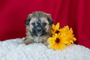 Maggie the Morkie