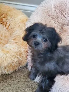 Shih-Poo Bella (former name Ashley)