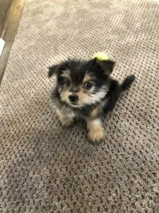 Awesome Pup, Awesome People