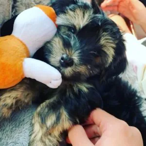 We are head over heels with our new puppy!