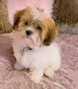 Bella’Rose is AMAZING!