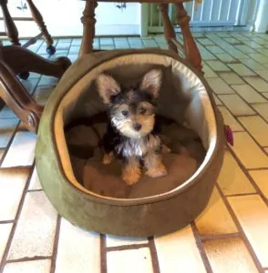 The Best Dog I Ever Had