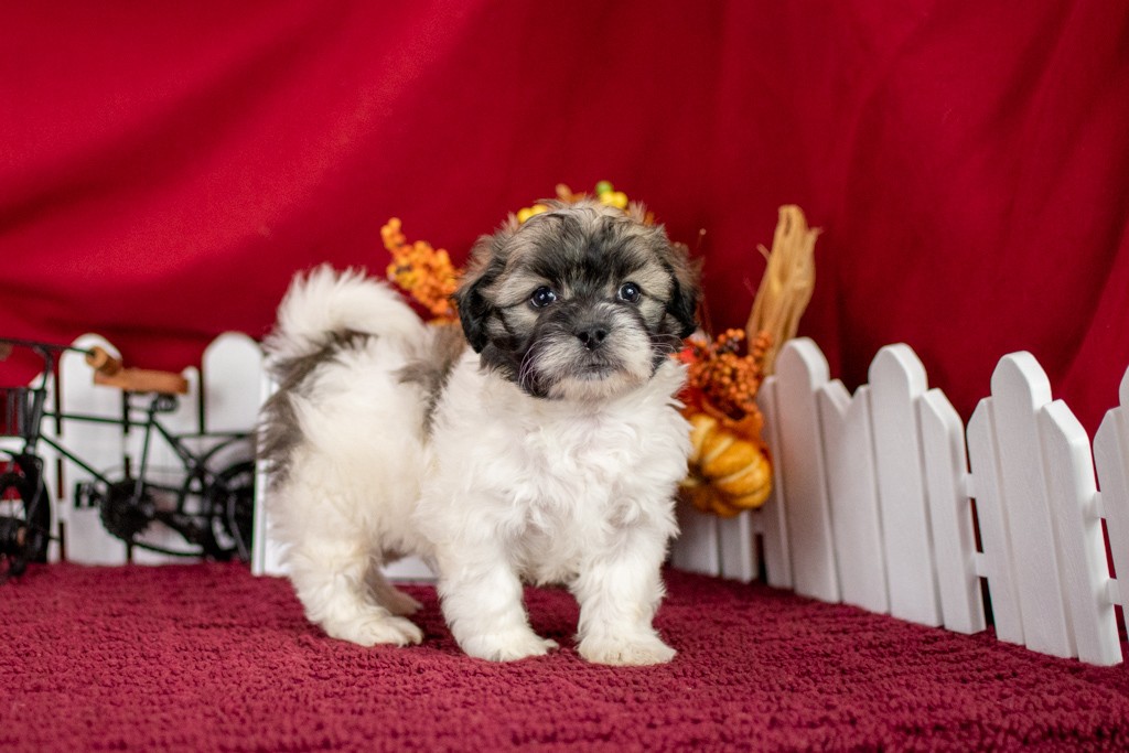 We have teddy bear puppies for sale in Fort Wayne IN.