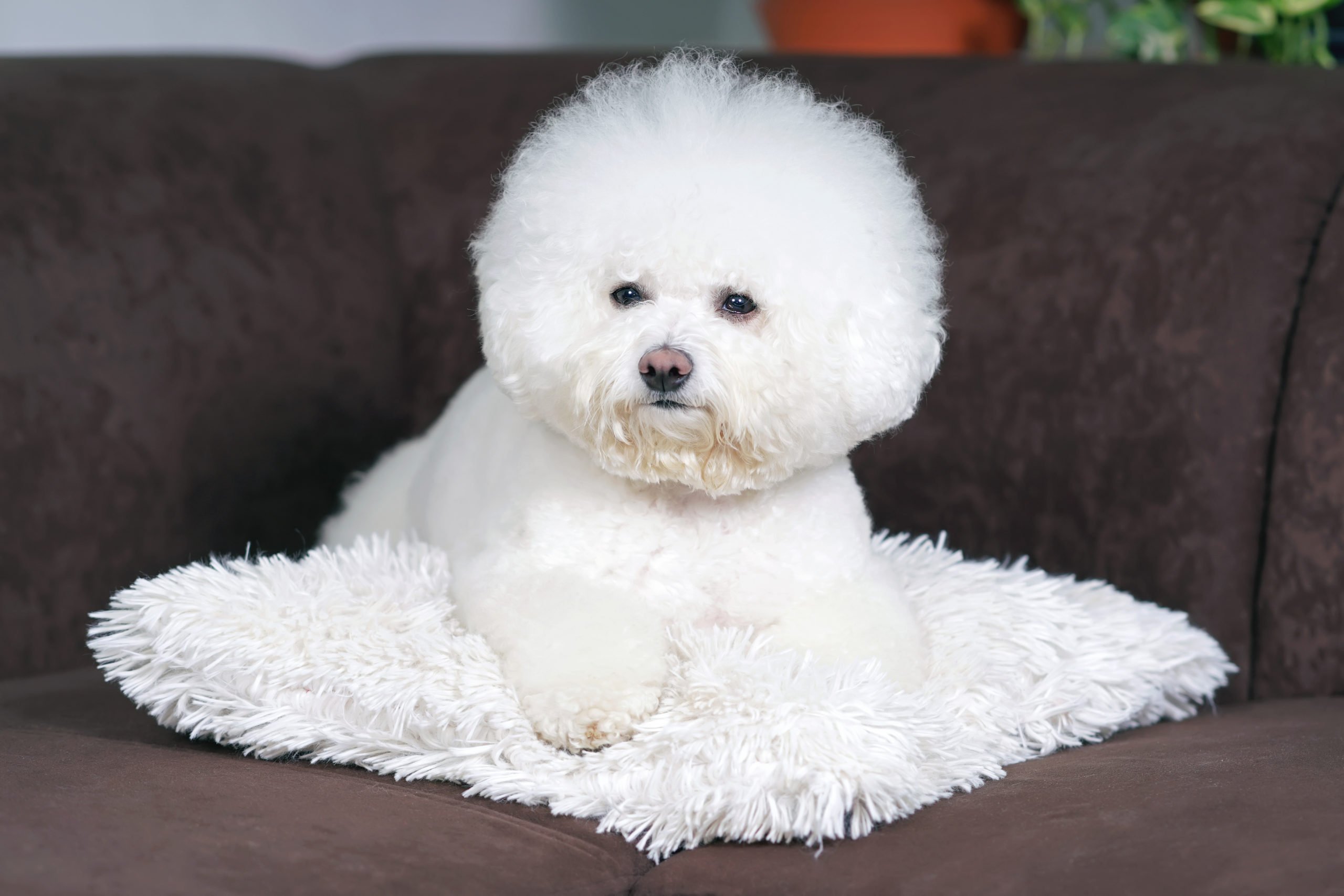 Cute Bichon Frise dog with a stylish haircut scaled 1