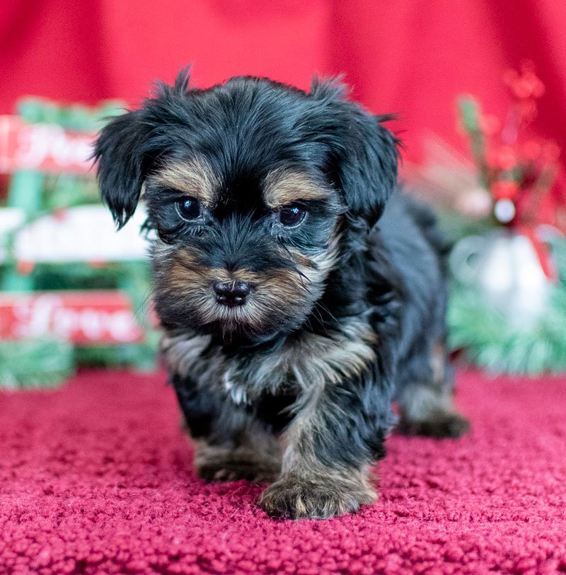 Morkie Puppies For Sale In Michigan