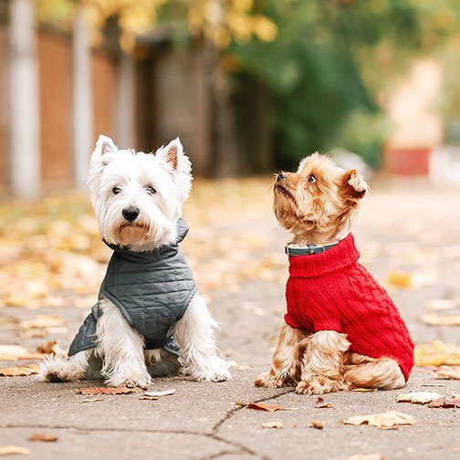 Two dogs wearing sweaters on the sidewalk