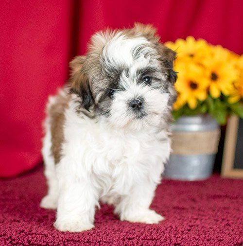 Malshi Puppy Standing With Red Background And Yellow Flowers