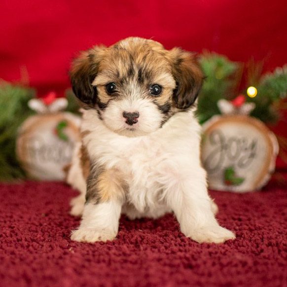 Maltipoo Puppy Sitting With A Red Background