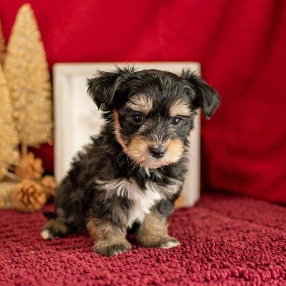 Black And Brown Morkie Puppy Sitting With Red Brackground