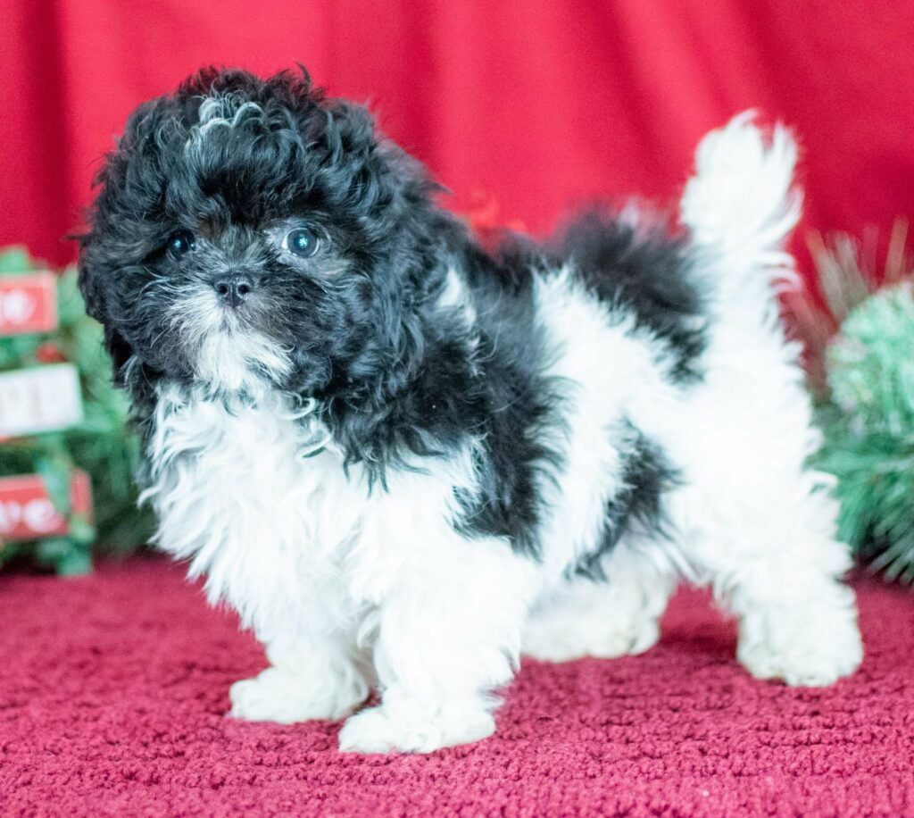 Ms. Lindsay The Shihpoo Puppy Red Background