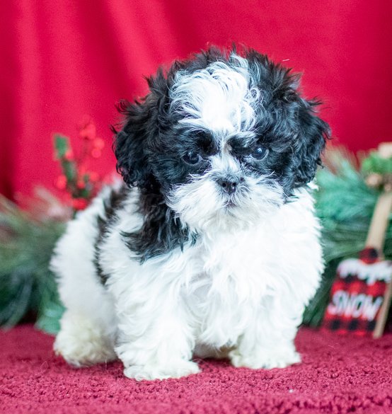 Shih Poo Puppy Red Background