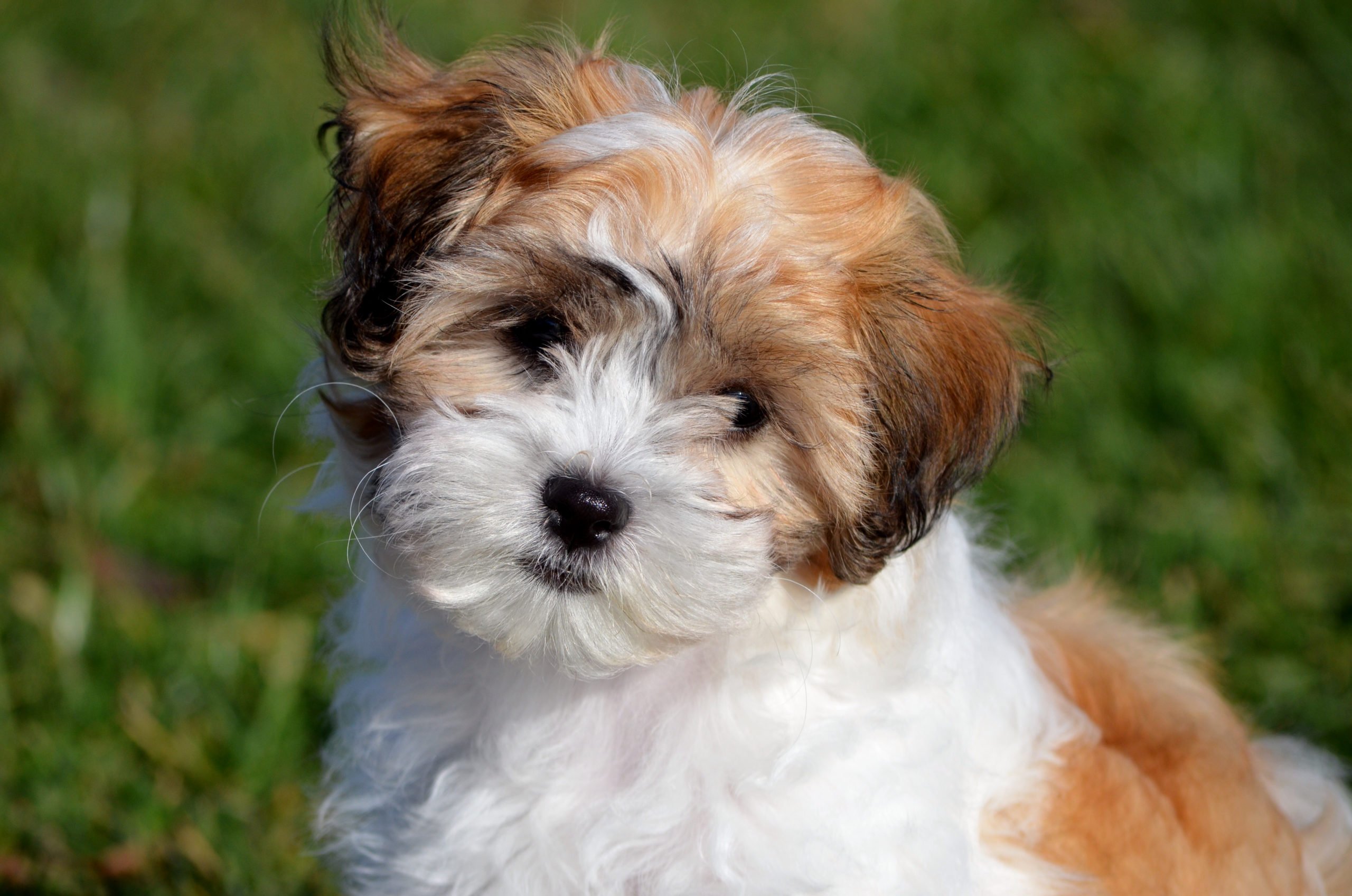 Teddy Bear Shichon Puppy