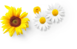 Flowers On White Background