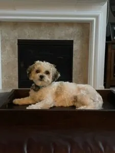Best puppy!