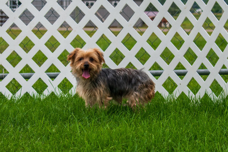 Kayla The Yorkshire Terrier Mom