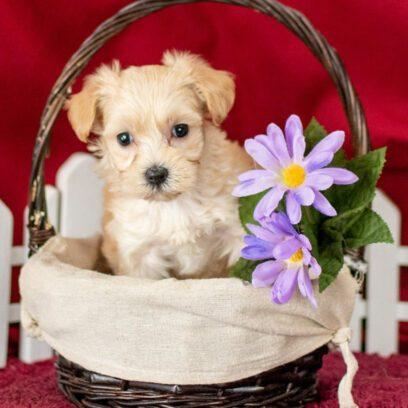 Review Section Puppy In A Basket