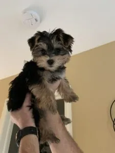 Sweet Dexter Has Found a Home!