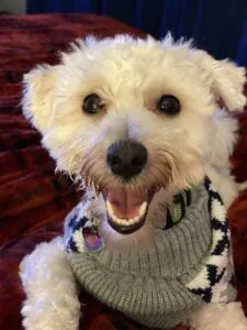 Bruno Teddy