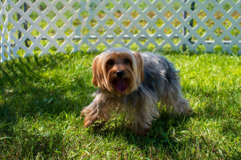 Tammy The Yorkshire Terrier Review