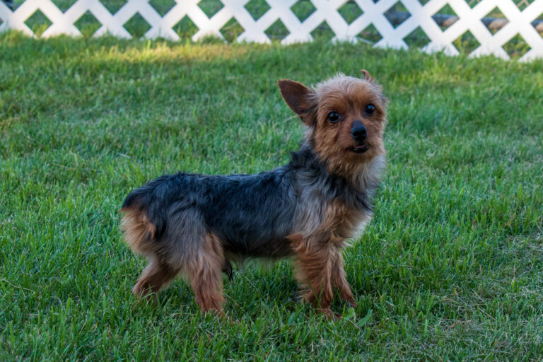 Nugget The Yorkshire Terrier Dad