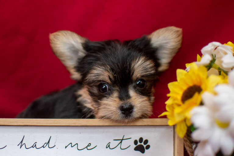 Ms. Gracie The Morkie Puppy
