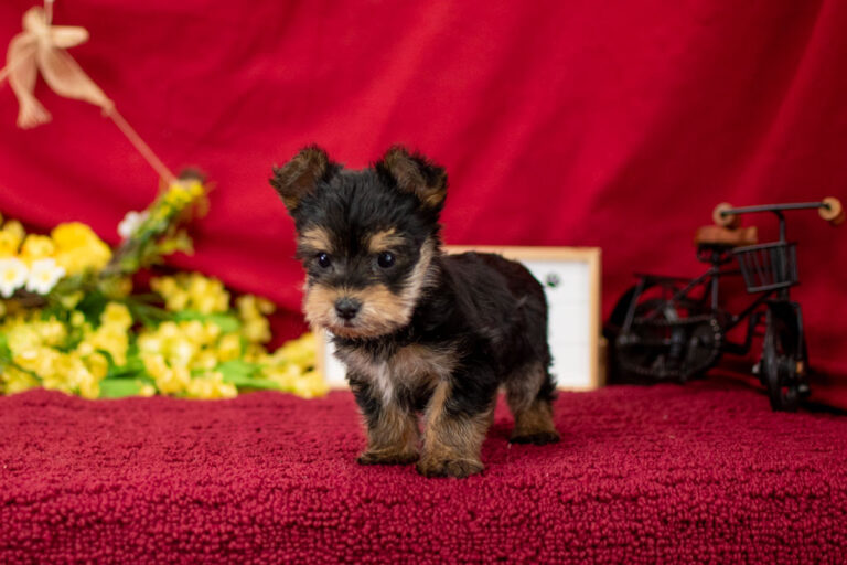 Mr. Sprout The Morkie Puppy