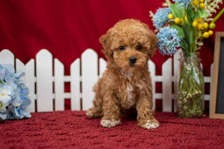 Mr. Finley The Toy Poodle Puppy