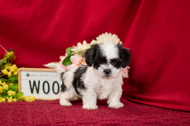 Ms. Misty The Shichon Puppy