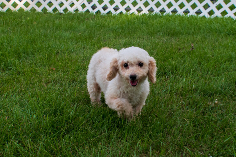 Shelby The Toy Poodle Mom