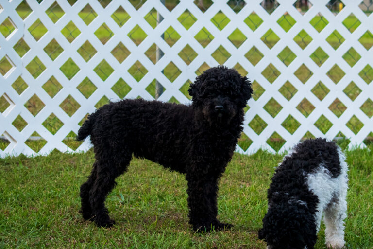 Summer The Toy Poodle Mom