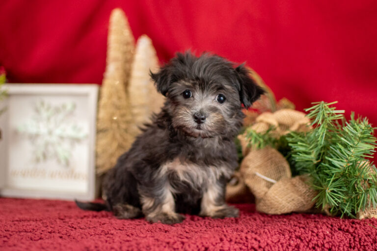 Malti Poo Puppies For Sale In Michigan | Michigan Puppy