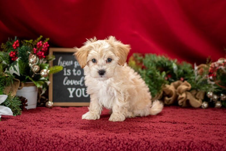 Malti Poo Puppies For Sale In Michigan | Michigan Puppy