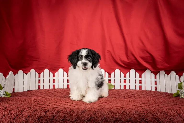 Mr. Tucker The Shichon Puppy