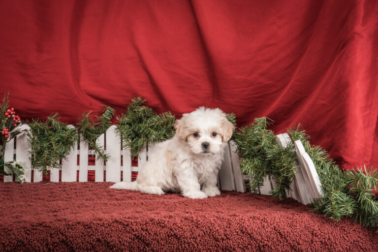 Mr. Timmy The Shichon Puppy