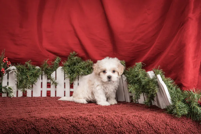Mr. Timmy The Shichon Puppy
