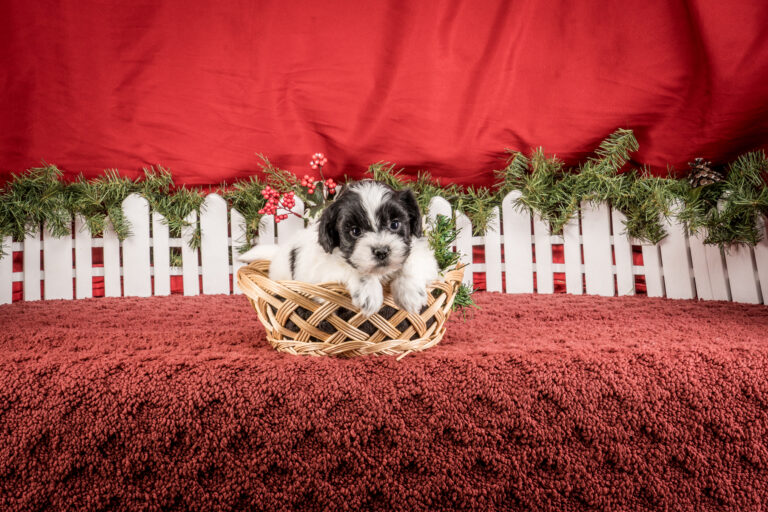 Ms. Tina The Shichon Puppy