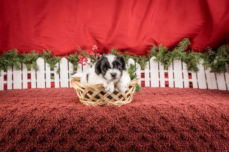 Ms. Tina The Shichon Puppy