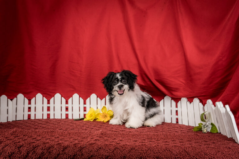 Mr. Tyler The Shichon Puppy