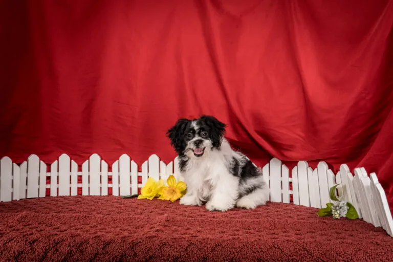 Mr. Tyler The Shichon Puppy