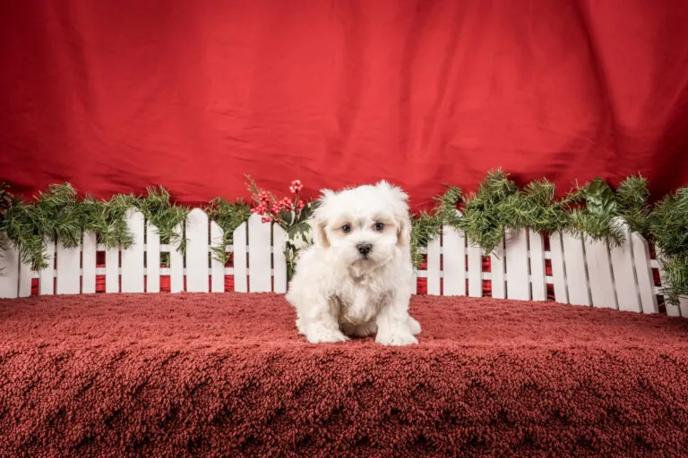 Mr. Toby The Shichon Puppy