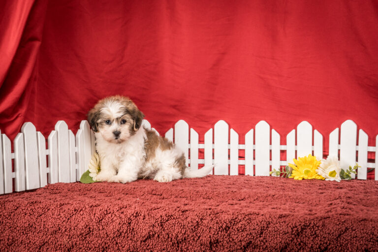 Mr. Bruno The Shichon Puppy