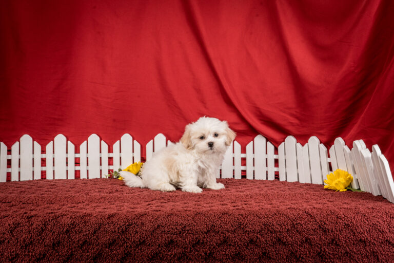 Mr. Boston The Shichon Puppy