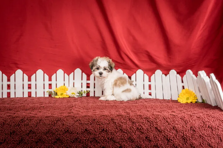 Ms. Brenda The Shichon Puppy