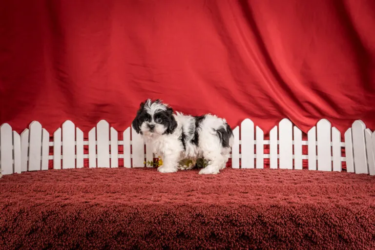 Mr. Calvin The Shichon Puppy