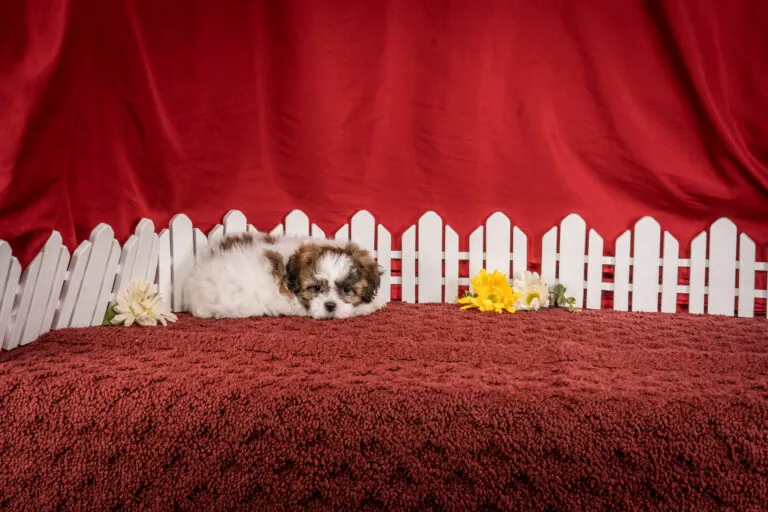 Ms. Carly The Shichon Puppy