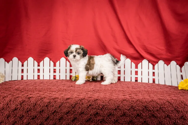 Ms. Bella The Shichon Puppy
