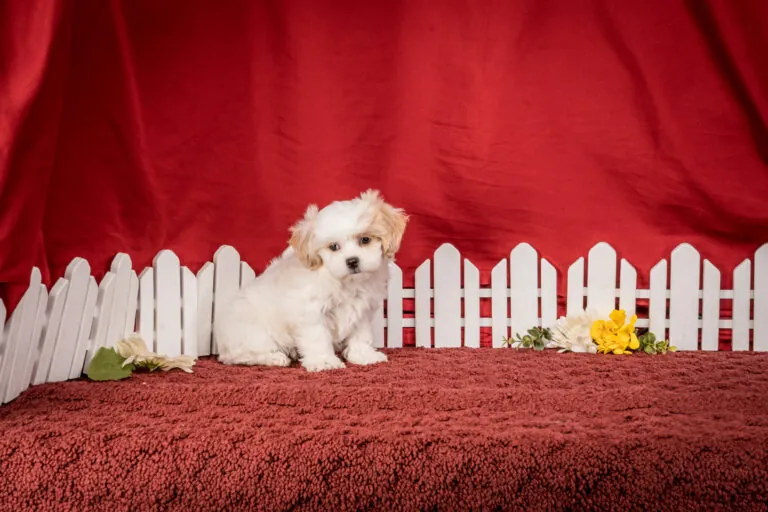 Mr. Boomer The Shichon Puppy